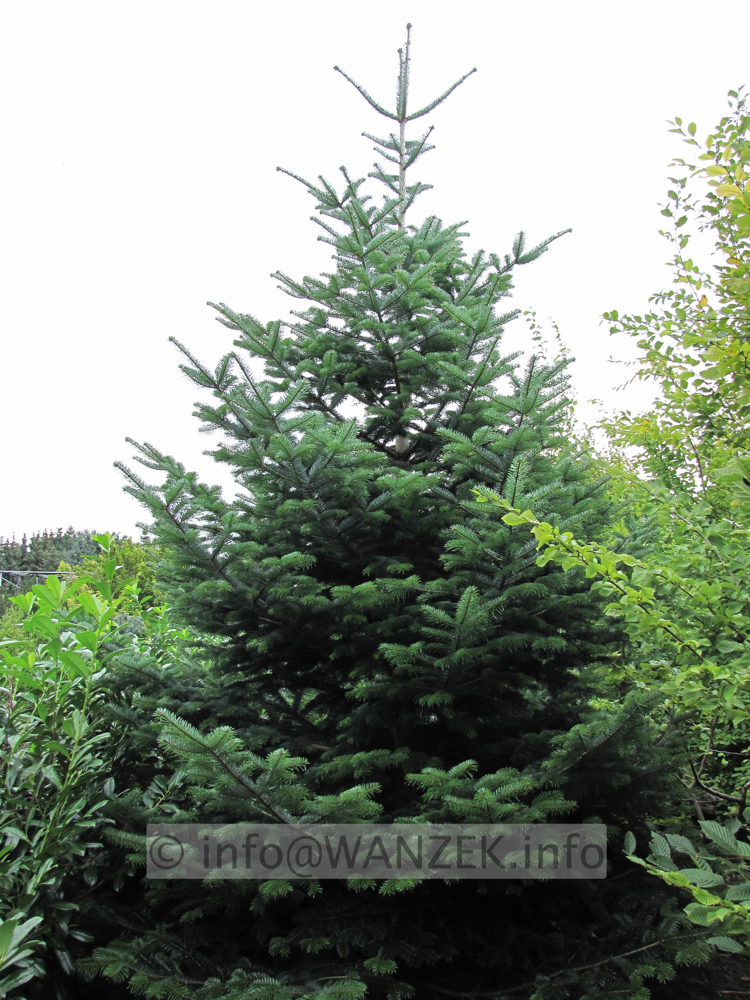 Abies nordmanniana 1.JPG